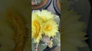 Bunga Crested kaktus astrophytum  - #shorts