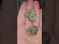 Fossile de crinoïde du maroc, Scyphocrinites elegans