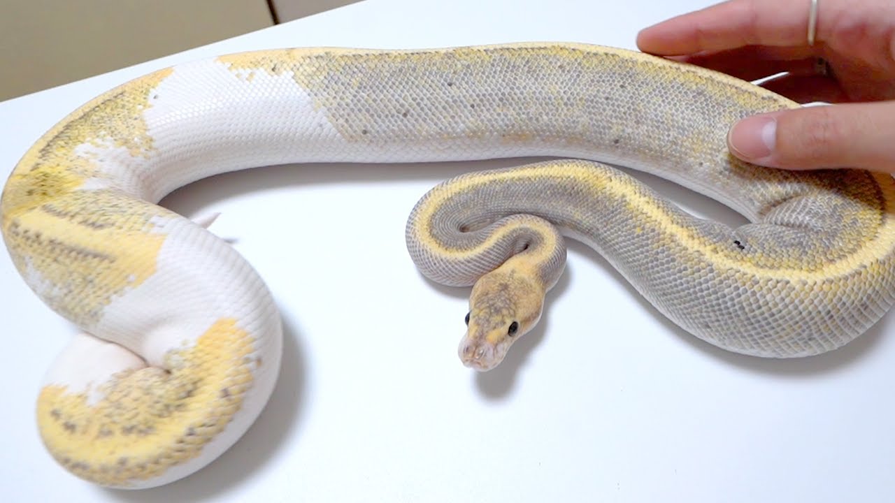 I'd like to introduce the cutest ball python out of the 25 I've