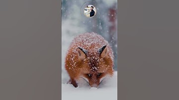 هذا خلق الله - القارئ عبدالله حسن #quran #اكسبلور #اكسبلور_explore