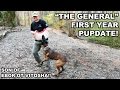 "The General" First Year Update! Belgian Malinois Puppy