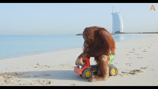 Animalia  The Orangutans chill out at the beach