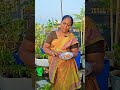 நம் #காடனில்வைத்த#மஞ்சள் #விதை #south #garden #organic #food #delhi #shorts #youtubeshorts