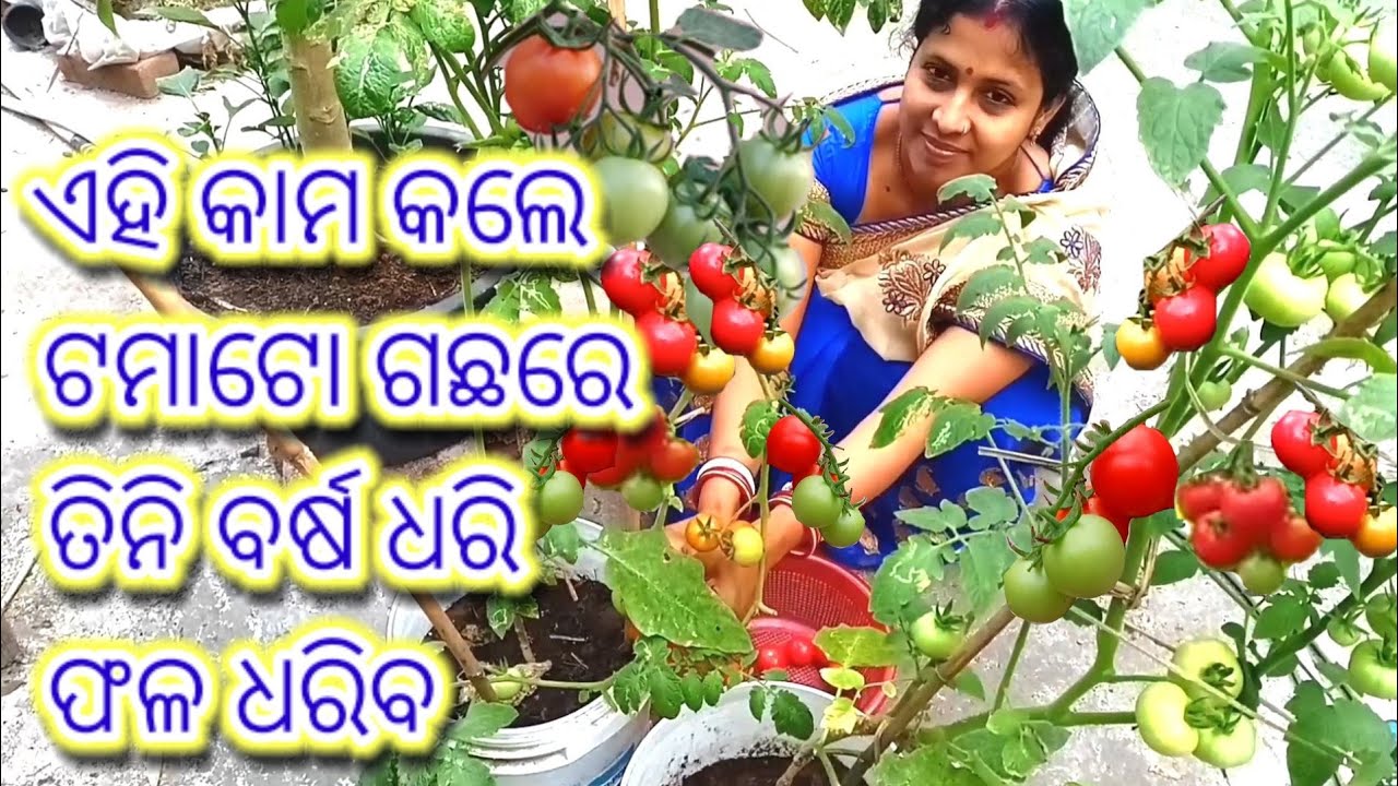 ଏହି କାମ କଲେ ଟମାଟୋ ଗଛରେ ତିନି ବର୍ଷ ପର୍ଯ୍ୟନ୍ତ ଫଳ ଧରିବ।#tomato #grafting #terracegarden