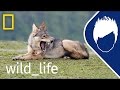 Sea Wolf: The Search Begins (Episode 1) | wild_life with bertie gregory