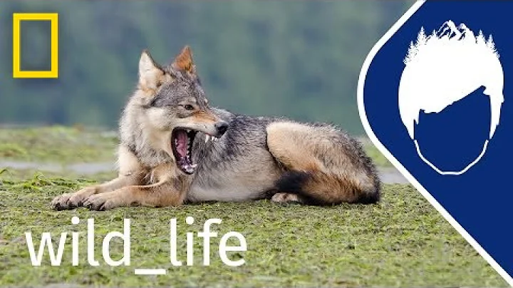 Sea Wolf: The Search Begins (Episode 1) | wild_lif...