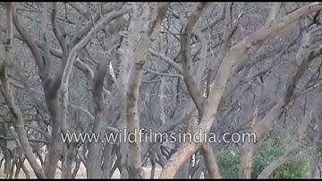Leopard tries to catch a small squirrel - leopard misses tiny prey - rare video