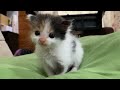 育児放棄されてしまった子猫を保護した14日間（前編）【保護猫】