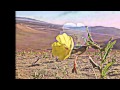 Padre nuestro tú que estás / El Jardín secreto- Desierto Florido de Atacama