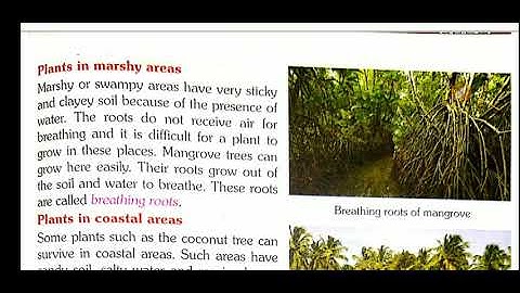 Science || Class 4 || Ch - 2 Adaptation in Plants (Part 2)