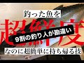 【魚のプロから魚好きへ！】大阪の魚屋が釣った魚を超鮮度でクーラーボックスへ入れる方法を伝授する！【壱岐島編】