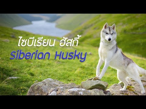 รู้จักสุนัขพันธุ์ ไซบีเรียน ฮัสกี้ (Siberian Husky) สุนัขลากเลื่อน สุดกวน !!