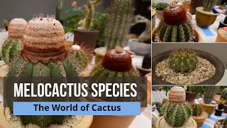 Melocactus Species - Types of Cactus with Names: melocactus matanzanus, melocactus zehntneri