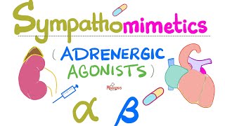 Sympathomimetics (Adrenergic Agonists)-Epinephrine, Norepinephrine - Alpha & Beta Receptors