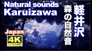 4K  軽井沢の森【自然音】睡眠 夜の森の音でリラックス  Karuizawa  Natural sounds Relaxing ひぐらし せせらぎ 虫の声  観光 旅行 癒し ストレス