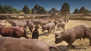 RDR2 - Hunting bulls in the farm