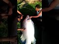 صيد قشر بياض وحش من السودان