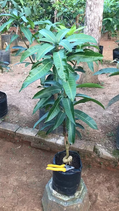 Membuat Tabulampot Mangga Pendek Bercabang!