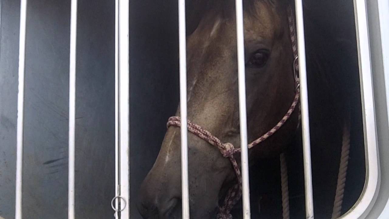 BABY RACE HORSES FROM RUIDOSO NEW MEXICO, ON TRAILER YouTube