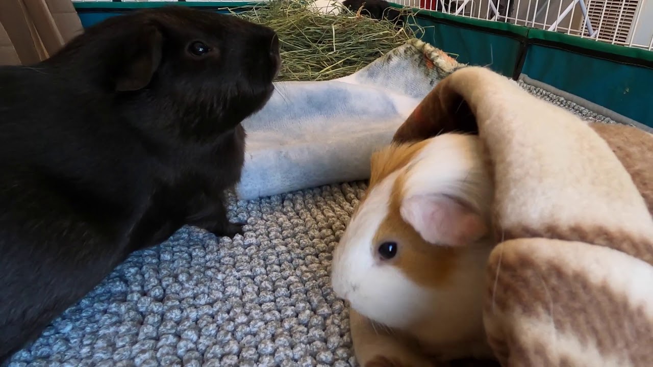 Guinea pigs fighting over fleece tunnels YouTube