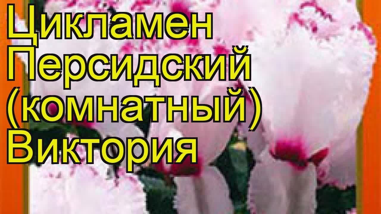 Цикламен персидская Виктория. Краткий обзор, описание характеристик cyclamen persicum