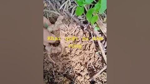 Dân bản đào củ sâm rừng tự nhiên #sâm_lai_châu_rừng #samngoclinhrung