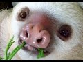 Sloths compilation 2017  witzige faultiere