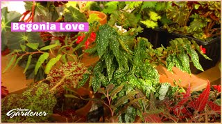 Begonias: So Much to Love | Volunteer Gardener by Volunteer Gardener No views 9 minutes, 47 seconds