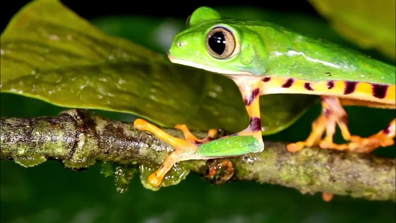 Frogs are in danger! YouTube