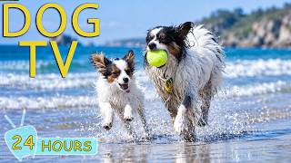 DOG TV: Best Videos Boredom-Free for Dogs Home Alone All Day - Soothing Music for Dogs