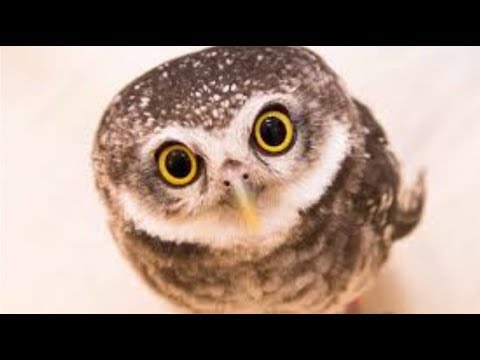 面白 フクロウ おもしろくてかわいいフクロウ かわいい Youtube