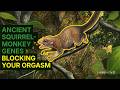 66 Million Year Old Our Squirrel-Monkey Genes Blocking Your Orgasm