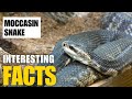 Exploring the Fascinating World of Moccasin Snake | Interesting Facts | The Beast World