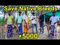 Dogs For Sales | Ancient Dogs OF Tamil Nadu | Very Low Price | Delivery Available |
