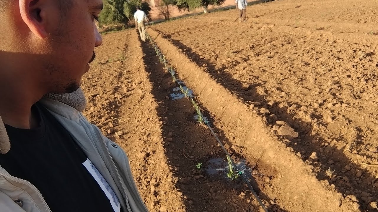 عواقب استخدام الأسمدة الكيماوية npk مباشرة بعد، خصوصا مع سوء تدبير الري