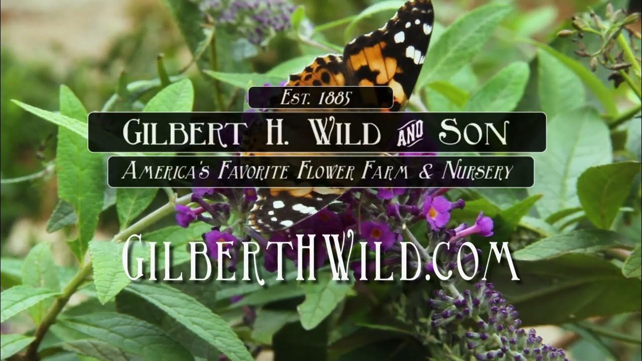 Gilbert H. Wild & Son America's Favorite Flower Farm YouTube