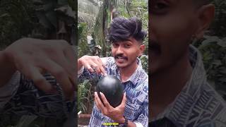 Toothpick കൊണ്ട് തണ്ണിമത്തൻ മുറിച്ചു😳#haiztech #experiment #m4tech #trending #malayalam #shorts