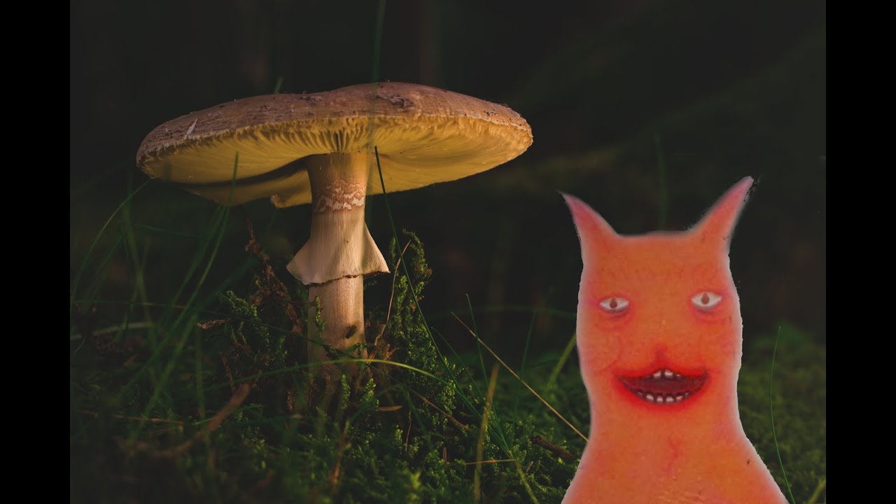 Kraina Grzybów - Czas Pożegnań (Leghrec bootleg) - YouTube