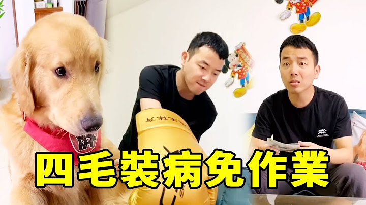 四毛裝病免作業，不明真相的毛爸十分緊張，下一秒四毛迎來十級暴風雨...【起错名的四毛】