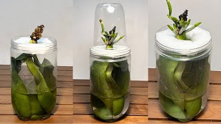 Planting orchid leaves in this water will immediately have many roots and bloom forever