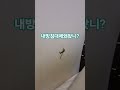 내 방 침대에 그냥 훅 들어온 청개구리
