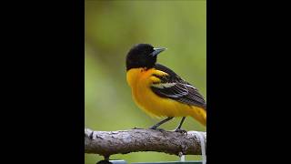 Baltimore Oriole Calling (Bird Call / Song / Sounds) #birds #bird_captures #birdsong #birdsounds