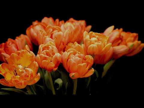 We Have Come into His House (Let's Forget About Ourselves) - The Maranatha! Singers