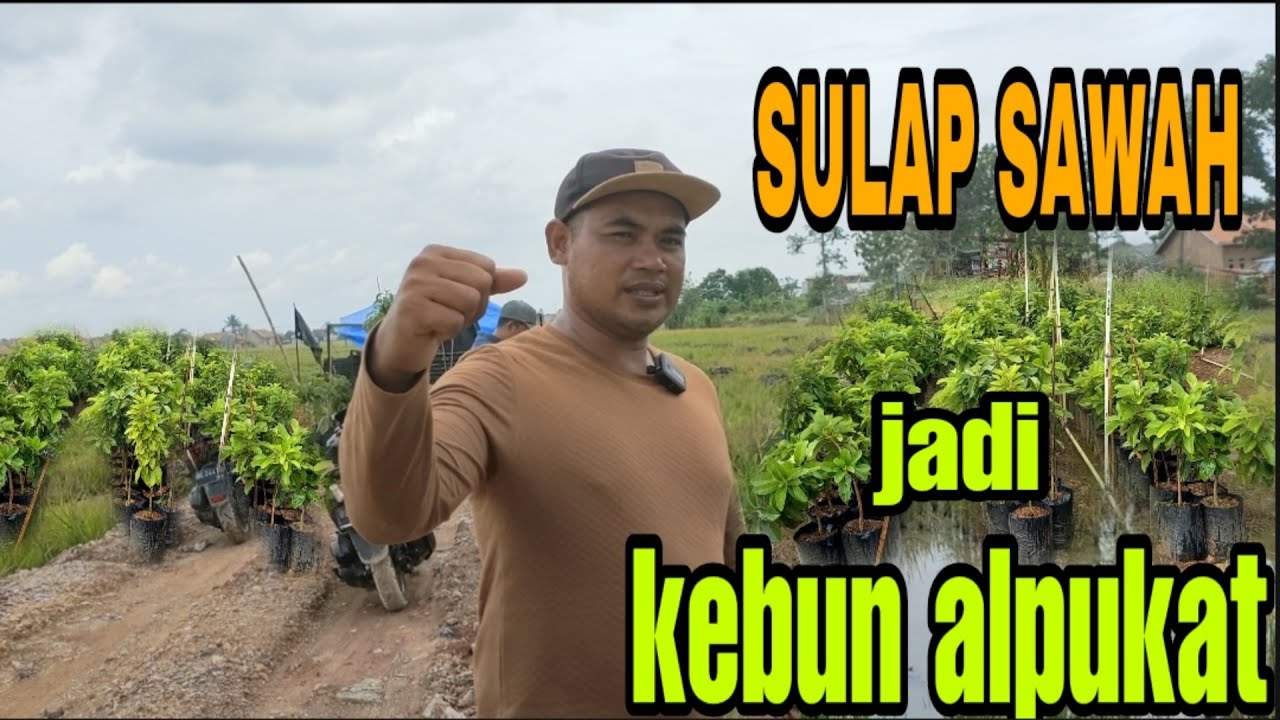 Tanam alpukat di lahan sawah | alpukat miki | alpukat unggul