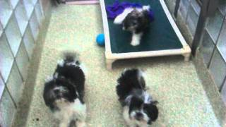 Washington Animal Rescue League - Shih-Tzu's  Ready for Adoption