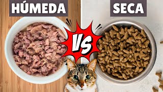 COMIDA HÚMEDA O SECA para gatos ➡ ¿Cuál es mejor? (Pros y contras)