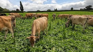 Cows Are Starting The Chicory Rotation & I Need To Pull The Bulls Out