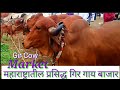 महाराष्ट्रातील प्रसिद्ध गिर गाय बाजार/SafarBazarachi/सफर बाजाराची