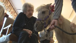Mini-Horses bring smiles to alzheimer's patients