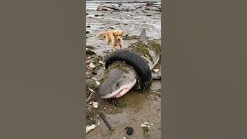 Rescuing a stranded shark trapped in ocean trash